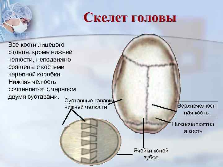     Скелет головы Все кости лицевого отдела, кроме нижней челюсти, неподвижно