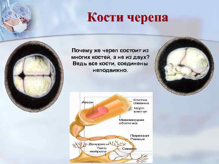  Кости черепа Почему же череп состоит из многих костей, а не из двух?