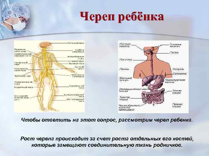     Череп ребёнка Чтобы ответить на этот вопрос, рассмотрим череп ребенка.