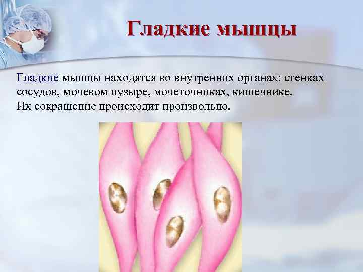     Гладкие мышцы находятся во внутренних органах: стенках сосудов, мочевом пузыре,