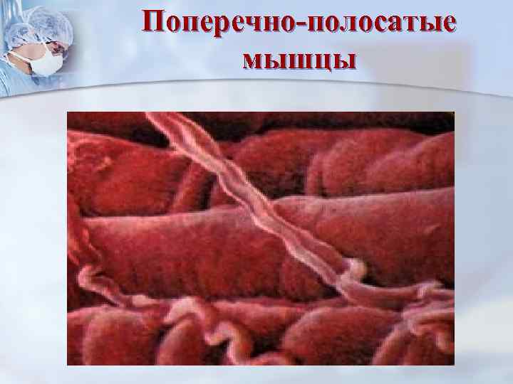 Поперечно-полосатые  мышцы 