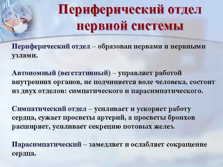   Периферический отдел    нервной системы Периферический отдел – образован нервами
