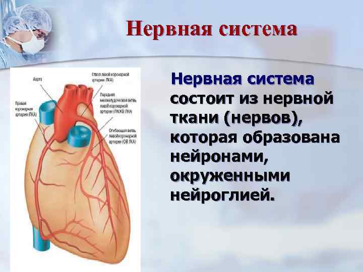 Нервная система  состоит из нервной  ткани (нервов), которая образована  нейронами, окруженными
