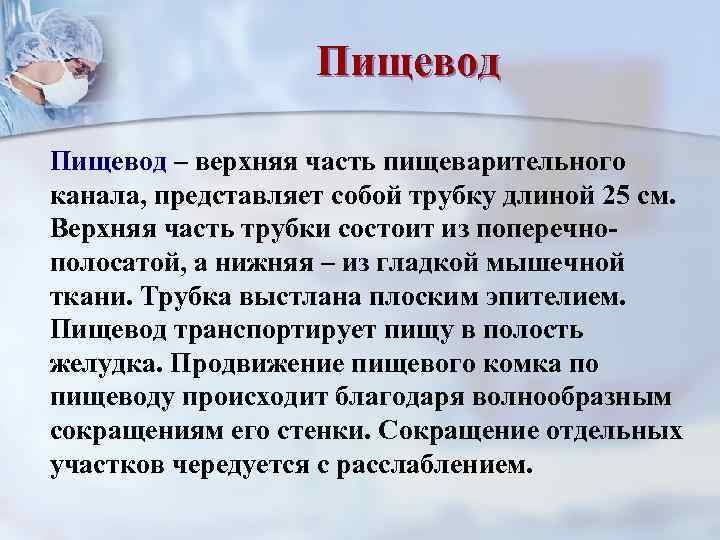     Пищевод – верхняя часть пищеварительного канала, представляет собой трубку длиной