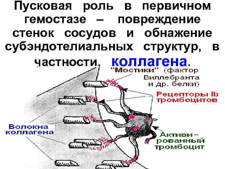  Пусковая  роль  в  первичном гемостазе  –  повреждение 