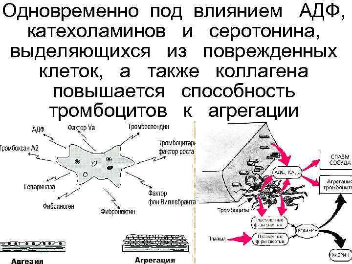 Одновременно под влиянием  АДФ, катехоламинов  и  серотонина,  выделяющихся  из