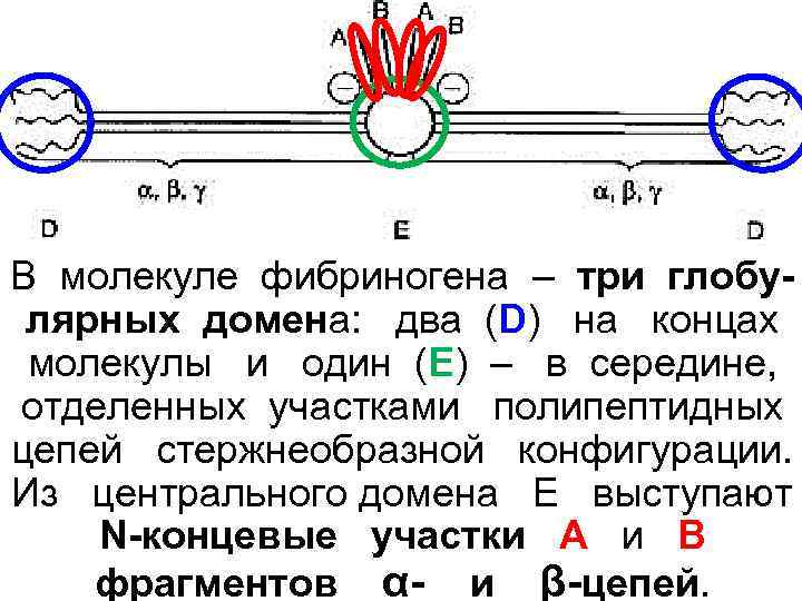 В молекуле фибриногена – три глобу- лярных домена:  два (D)  на 