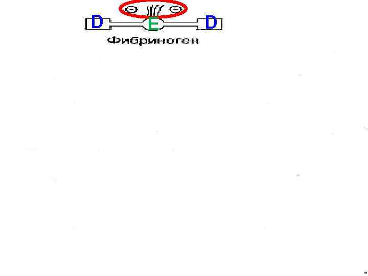   D  E  D тромбин   D  E 
