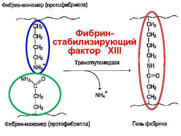   Фибрин- стабилизирующий фактор  XIII 