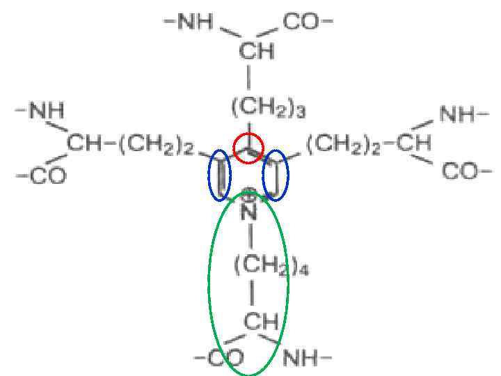  Рыхлая волокнистая ткань:  Волокна Эластические – тонкие  разветвленные с  многочисленными