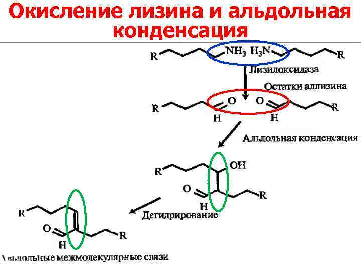 Окисление лизина и альдольная   конденсация 