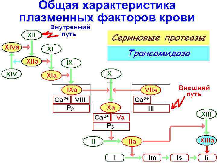   Общая характеристика плазменных факторов крови   –– 