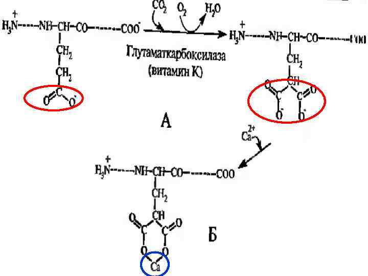  Особенность минерализующих  белков – наличие большого количества  фосфосерина, глутамата и 