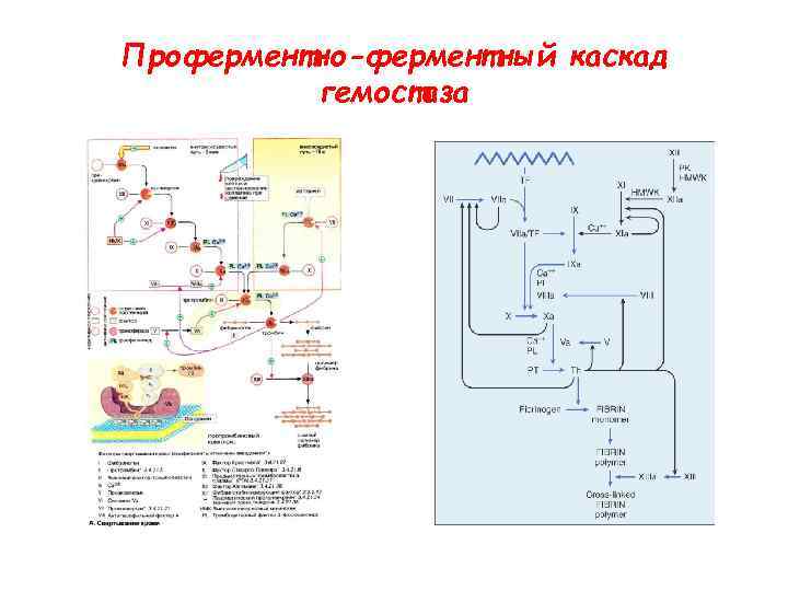 Проферментно-ферментный каскад  гемостаза 
