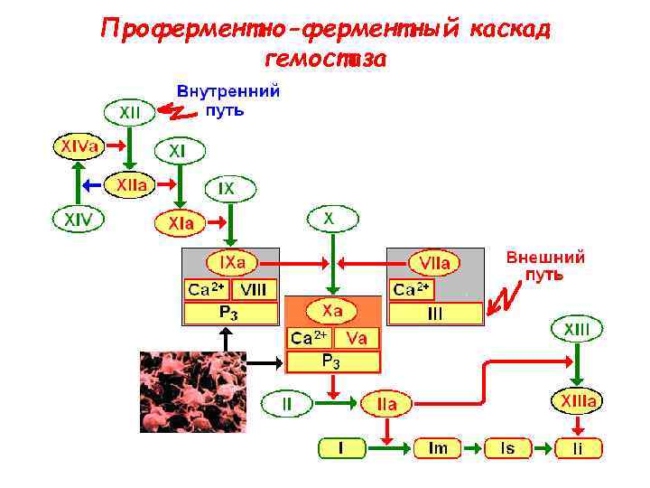 Проферментно-ферментный каскад  гемостаза 
