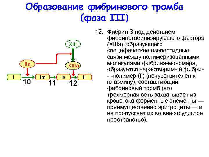 Образование фибринового тромба  (фаза III)   12. Фибрин S под действием 