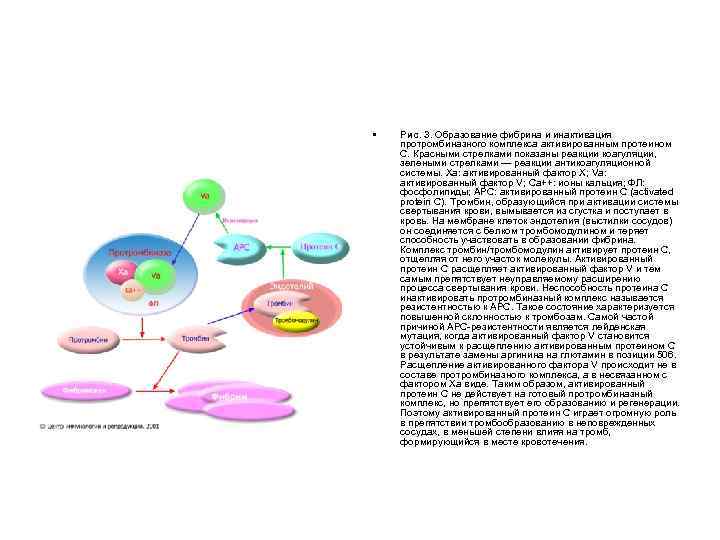  •  Рис. 3. Образование фибрина и инактивация протромбиназного комплекса активированным протеином С.