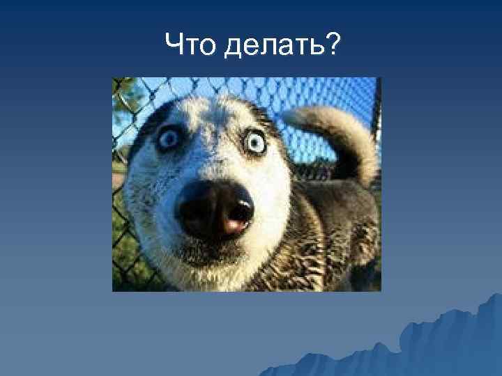 Что делать? 