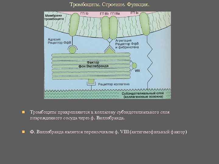Тромбоциты. Строение. Функция. n Тромбоциты прикрепляются к коллагену Тромбоциты. Строение. Функция. n Тромбоциты прикрепляются к коллагену