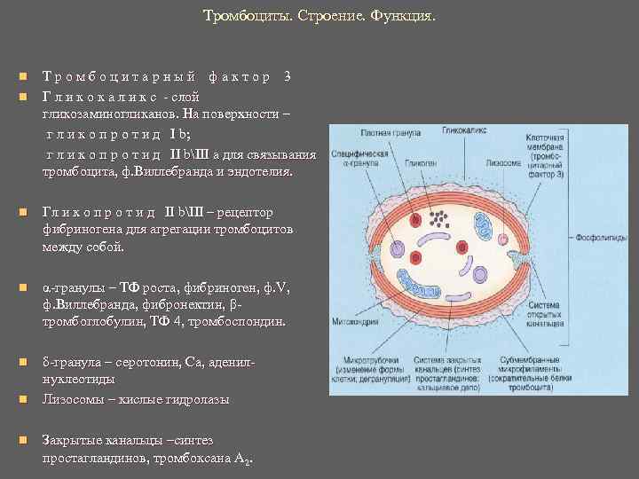 Тромбоциты количество функции. Тромбоциты их строение и функции. Строение тромбоцитов. Особенности строения тромбоцитов. Тромбоциты строение клетки.
