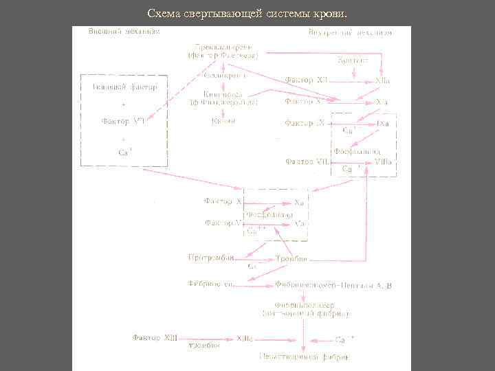 Схема свертывающей системы крови. Схема свертывающей системы крови.