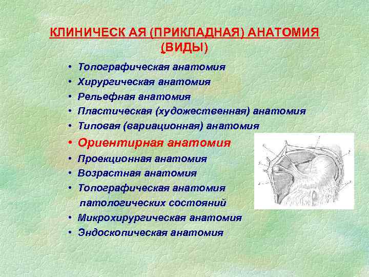 КЛИНИЧЕСК АЯ (ПРИКЛАДНАЯ) АНАТОМИЯ (ВИДЫ) • • • Топографическая анатомия Хирургическая анатомия Рельефная анатомия