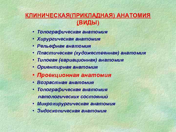 КЛИНИЧЕСКАЯ(ПРИКЛАДНАЯ) АНАТОМИЯ (ВИДЫ) • • • Топографическая анатомия Хирургическая анатомия Рельефная анатомия Пластическая (художественная)