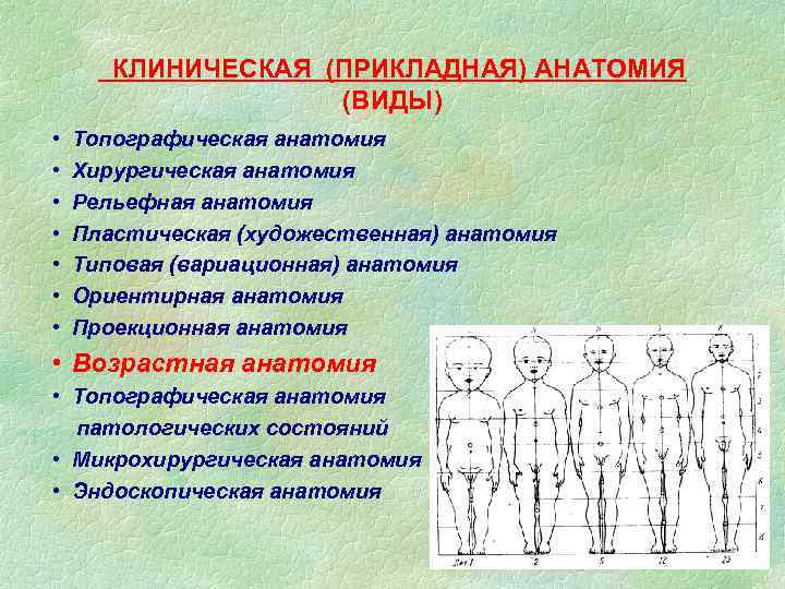 КЛИНИЧЕСКАЯ (ПРИКЛАДНАЯ) АНАТОМИЯ (ВИДЫ) • • Топографическая анатомия Хирургическая анатомия Рельефная анатомия Пластическая (художественная)