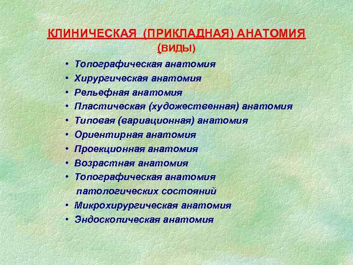 КЛИНИЧЕСКАЯ (ПРИКЛАДНАЯ) АНАТОМИЯ (ВИДЫ) • • • Топографическая анатомия Хирургическая анатомия Рельефная анатомия Пластическая