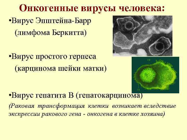   Онкогенные вирусы человека:  • Вирус Эпштейна-Барр  (лимфома Беркитта)  •
