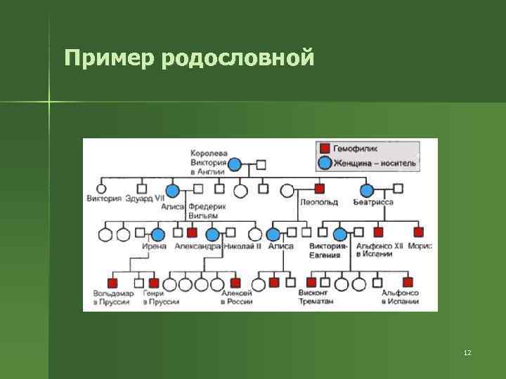 Пример родословной     12 