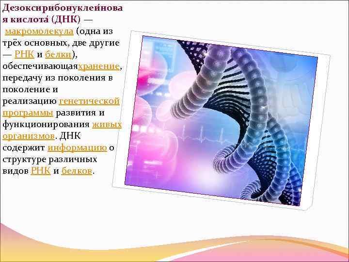 Дезоксирибонуклеи нова я кислота (ДНК) — макромолекула (одна из трёх основных, две другие —