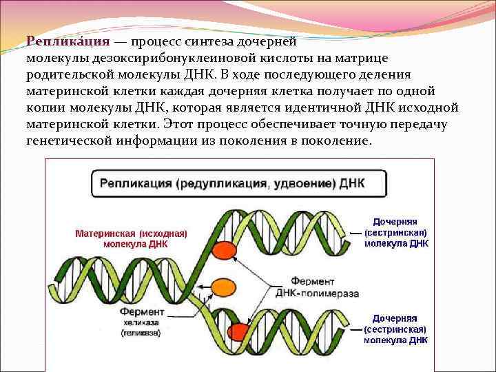 Кольцевая днк характерна для. Процесс синтеза дочерней молекулы ДНК это.