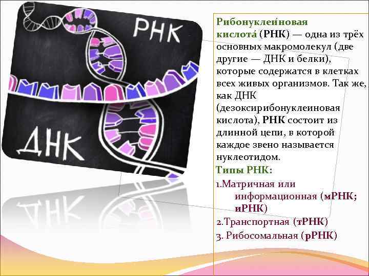 Рибонуклеи новая кислота (РНК) — одна из трёх основных макромолекул (две другие — ДНК