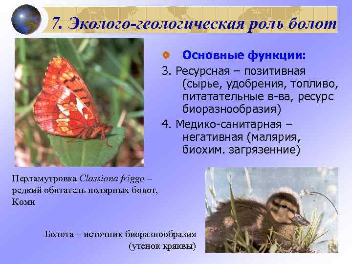   7. Эколого-геологическая роль болот    Основные функции:   
