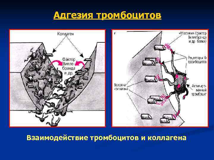 Адгезия тромбоцитов Взаимодействие тромбоцитов и коллагена Адгезия тромбоцитов Взаимодействие тромбоцитов и коллагена