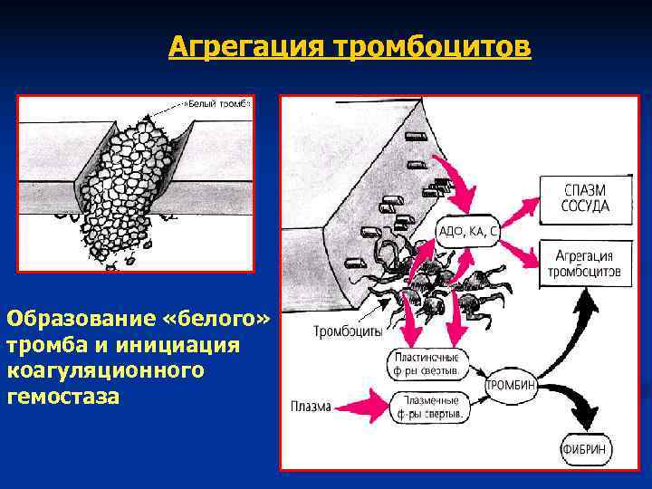 Агрегация тромбоцитов Образование «белого» тромба и инициация коагуляционного гемостаза Агрегация тромбоцитов Образование «белого» тромба и инициация коагуляционного гемостаза