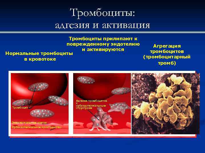 Геморрагические диатезы презентация