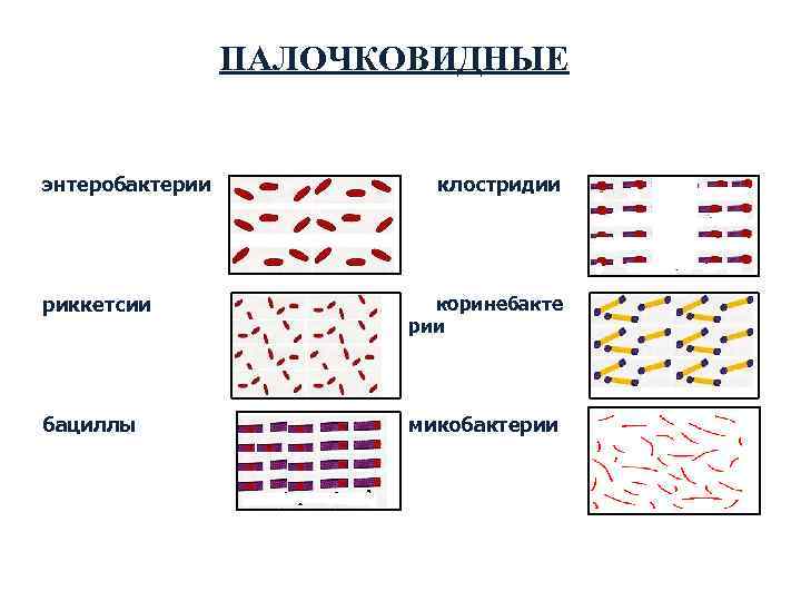 Палочковидные