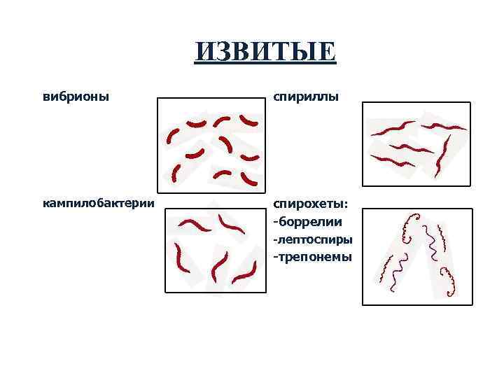    ИЗВИТЫЕ вибрионы   спириллы кампилобактерии спирохеты:    -боррелии