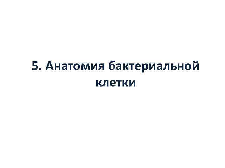 5. Анатомия бактериальной  клетки 