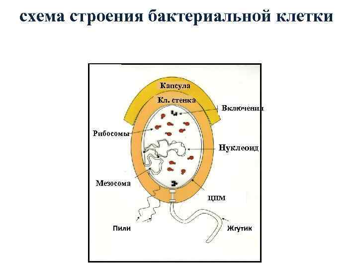 Структура бактериальной клетки микробиология презентация