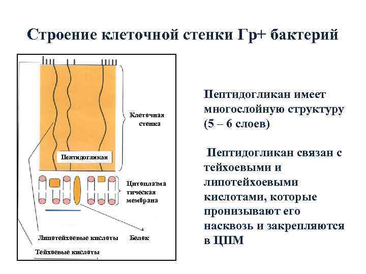 Строение клеточной стенки Гр+ бактерий        Пептидогликан имеет