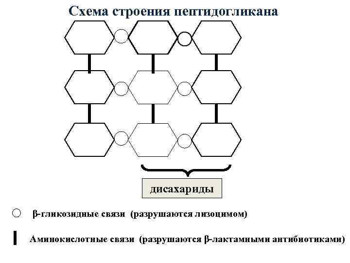   Схема строения пептидогликана     дисахариды β-гликозидные связи (разрушаются лизоцимом)