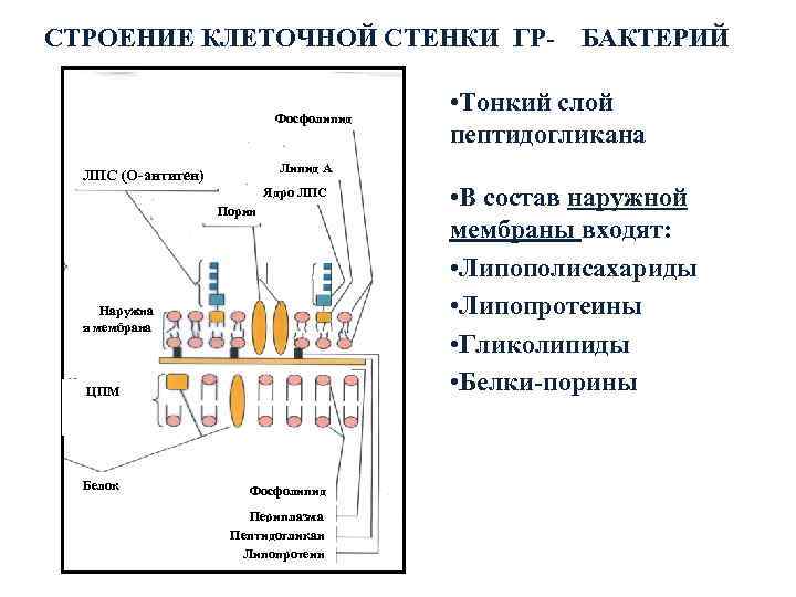 СТРОЕНИЕ КЛЕТОЧНОЙ СТЕНКИ ГР-  БАКТЕРИЙ      Фосфолипид  