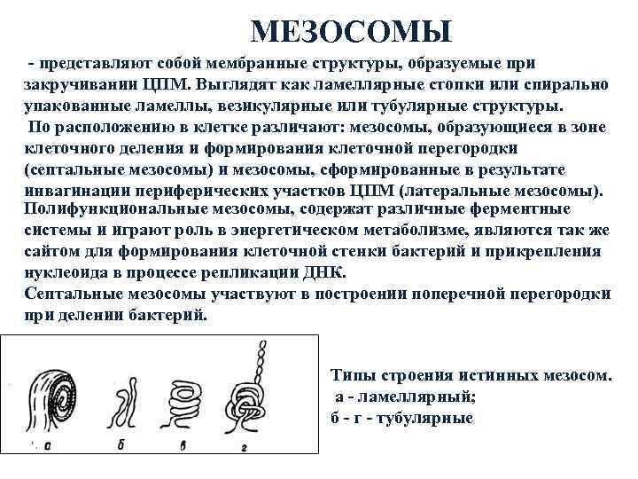      МЕЗОСОМЫ - представляют собой мембранные структуры, образуемые при закручивании