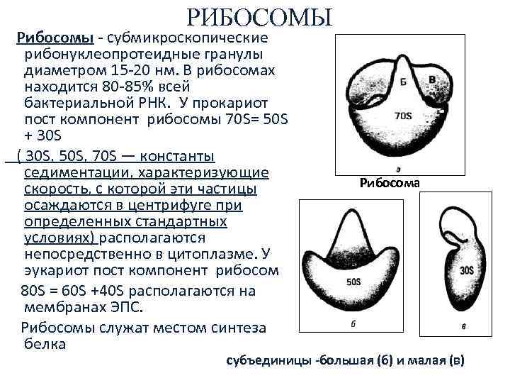     РИБОСОМЫ Рибосомы - субмикроскопические  рибонуклеопротеидные гранулы  диаметром 15