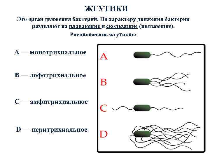     ЖГУТИКИ Это орган движения бактерий. По характеру движения бактерии 