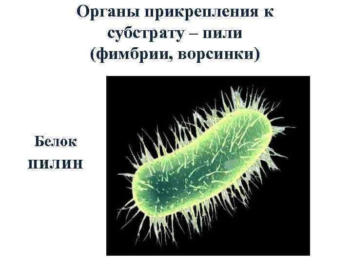   Органы прикрепления к   субстрату – пили (фимбрии, ворсинки)  Белок