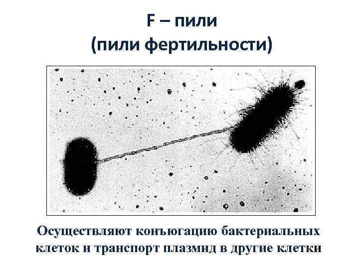    F – пили   (пили фертильности) Осуществляют конъюгацию бактериальных клеток